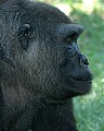 DSC_1793 lowland gorilla.jpg
