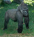 DSC_1796 lowland gorilla.jpg