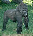 DSC_1797 immature gorilla.jpg