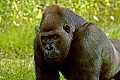 DSC_1817 lowland gorilla.jpg