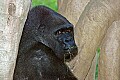 DSC_1818 lowland gorilla.jpg