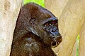 DSC_1819 gorilla.jpg