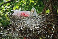 DSC_1831 spoonbill on nest.jpg