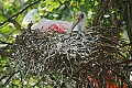 DSC_1837 spoonbill on nest.jpg