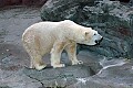 DSC_1874 polar bear.jpg