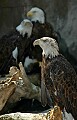 DSC_1893 bald eagles.jpg