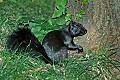 DSC_1900 gray squirrel--black form.jpg