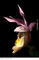 5Calypso Orchid.jpg