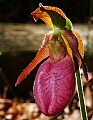 _MG_0757 pink lady's slippers.jpg