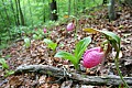 _MG_0921 stand of pink lady's slippers.jpg