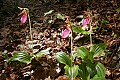 _MG_1013 pink lady's slippers.jpg