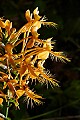 _MG_8970 yellow-fringed orchid.jpg