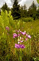 DSC_1429 grass pink--cranberry glades.jpg