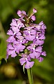 DSC_1490 purple fringed orchid.psd
