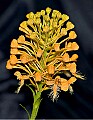 DSC_3092 yellow fringed orchid.jpg