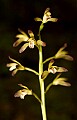 DSC_4027 puttyroot, adam and eve orchid.jpg