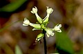 DSC_4648 small green wood orchid.jpg