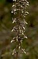 DSC_4649 crane fly orchid.jpg