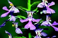 DSC_4853 purple fringeless orchid.jpg