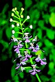 DSC_4870 purple fringeless orchid.jpg