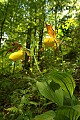 DSC_6215 yellow lady's slippers--low angle.jpg