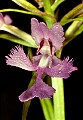 flora0107 large purple fringed-orchid.jpg