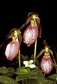 orchid753 pink lady's slipper.jpg