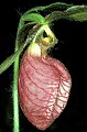 orchid757 pink lady's slipper.jpg