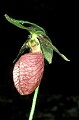 orchid759 pink lady's slipper.jpg