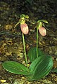 orchid762 pink lady's slippers.jpg