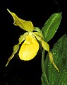 orchid784 yellow lady's slipper.jpg