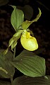 orchid785 yellow lady's slipper.jpg
