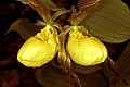 orchid787 double yellow lady's slipper.jpg