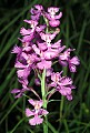 orchid789 large purple fringed-orchid.jpg