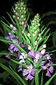 orchid792 large purple fringed-orchid.jpg