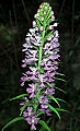 orchid795 large purple fringed orchid.jpg