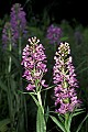 orchid796 large purple fringed-orchid.jpg