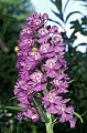 orchid797 large puple-fringed orchid.jpg
