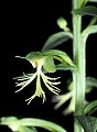 orchid802 ragged-fringed orchid.jpg