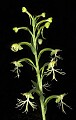 orchid806 ragged fringed-orchid.jpg
