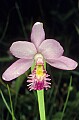 orchid807 rose pogonia.jpg