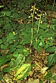 orchid820 puttyroot.jpg