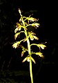 orchid821 puttyroot.jpg