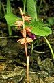 orchid823 striped coralroot.jpg