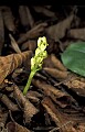 orchid825 early spring coralroot.jpg