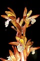 orchid827 large coralroot.jpg
