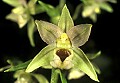 orchid834 helleborine.jpg