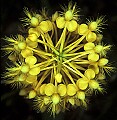 various0178 Yellow Fringed-Orchid Top View.jpg