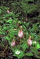 WVMAG0163 pink lady's slipper orchids.jpg