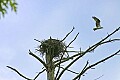 _MG_1144 osprey flies past nest.jpg